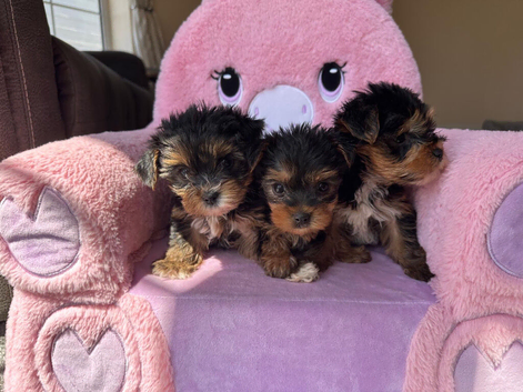 Toy Yorkshire terrier puppies