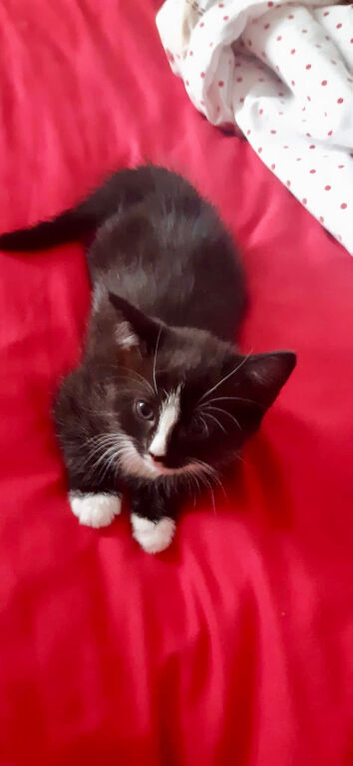 Beautiful Black & White Female Kitten Ready Now (Maidstone)