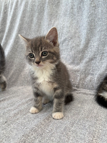Gorgeous kittens