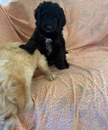 2 Adorable F1 Cockapoo&rsquo;s Left