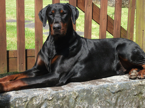AT STUD * TORCHENEY CHIEF