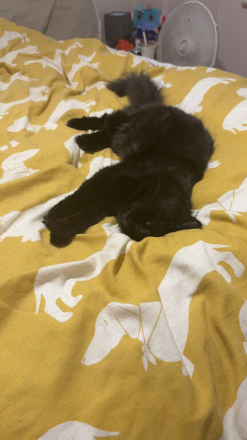 Shadow and Ziggy
