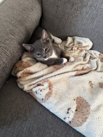1 kitten looking for new home