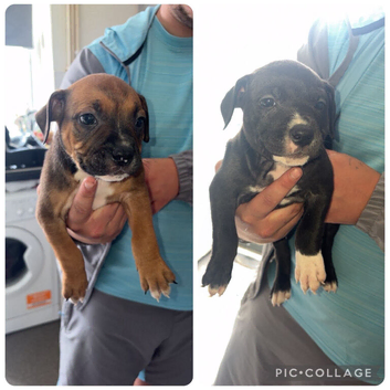 Pups 6 weeks old