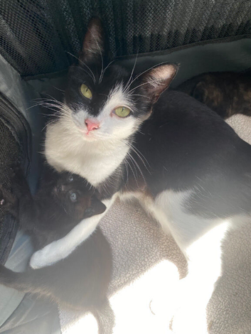 Beautiful male kitten looking for his loving home