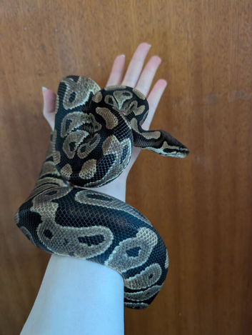 CB23 Wild Type 50% Het clown male