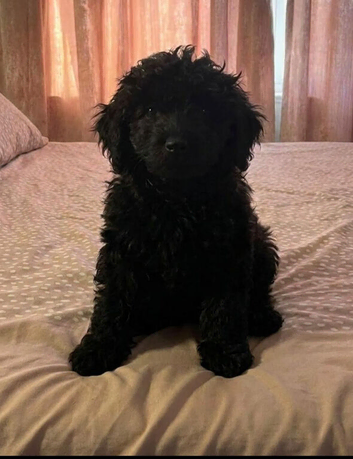 F2 COCKERPOO