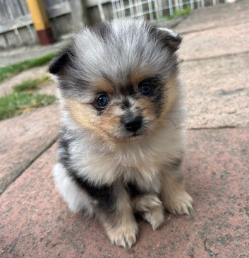Pomeranian puppies