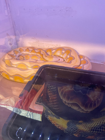 Reticulated male
