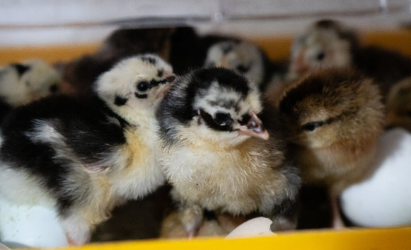 Chicks & Chickens Available &ndash; Various Ages
