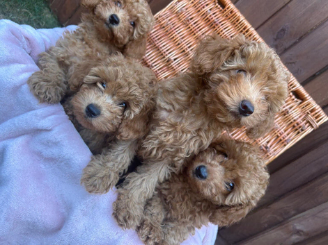 4 Beautiful Red Girls For Sale