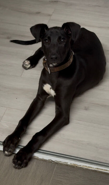 LURCHER PUPPY