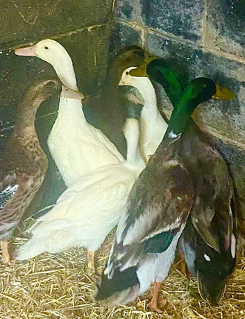 Ducks for sale