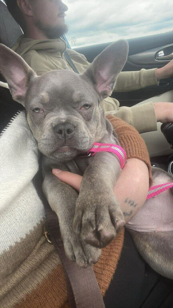 Frenchie