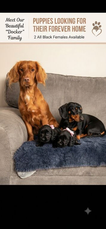 Beautiful 2 female docker puppies