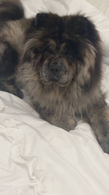 Female chow chow