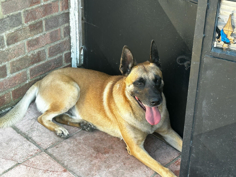 8 year old belgian malinois FIVE GENERATION ENHANCED PEDIGREE