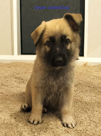 Beautiful gsd pups for sale