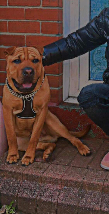 2 Year Old Male Shar Pei Cross Looking For Experienced Home