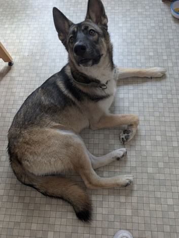 7 Month Old German Shepherd x Husky