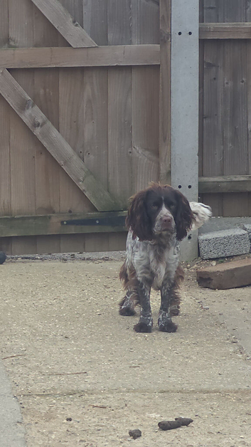 Cocker spaniel looking for new home