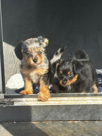 Pomchi puppys