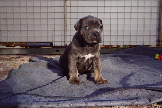 Health tested, quailty cane corso