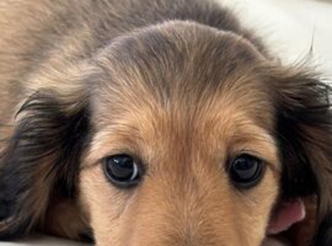 Mini Longhaired English Cream Dachshund Puppies