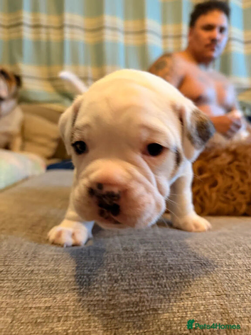 English Bulldog