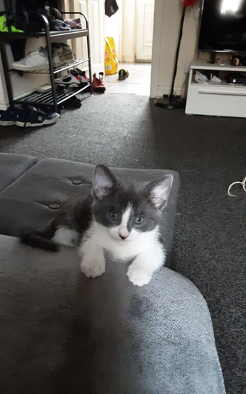 Kitten