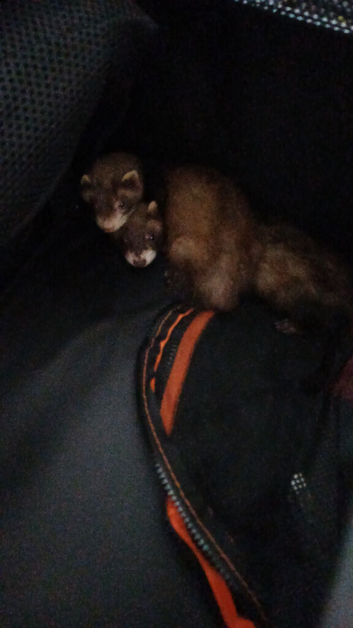 Coco and oreo
