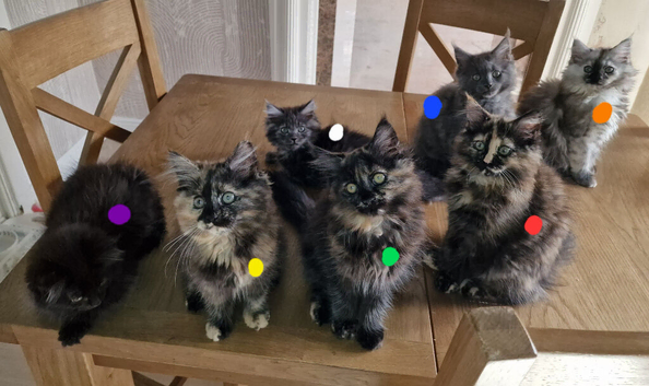 8 maine coons ready for new homes in Bury