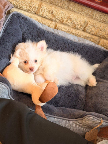 Absolutely adorable 10 weeks old Pom