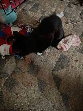 Kittena