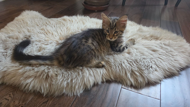 3-Month-Old Maine Coon Kitten for Sale