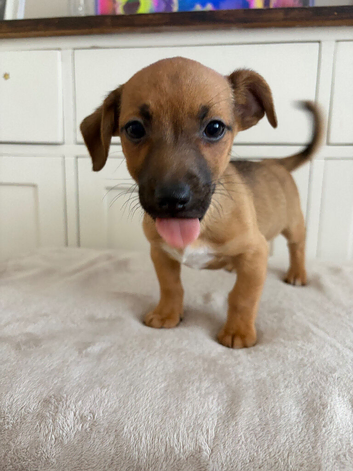 Jack Russell puppies