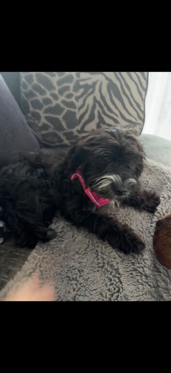 Cockapoo
