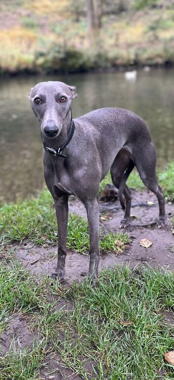Gorgeous KC registered whippet for sale