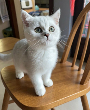 BSH Silver/Black Tipped GCCF Registered