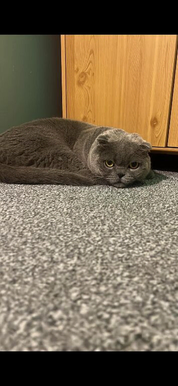 Scottish fold