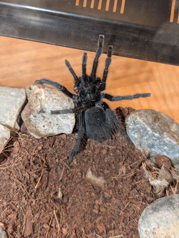 Dominican purple tarantula