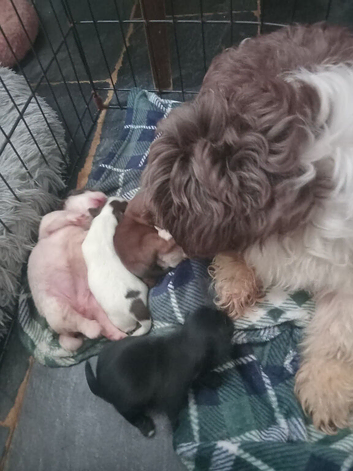 Imperial shihtzu puppies