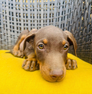 Beautiful family dobermanns *2 boys pups ready to go*