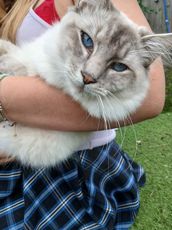 Handsome Blue Tabby Lynx Ragdoll