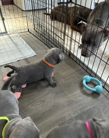 Chunky  staffy