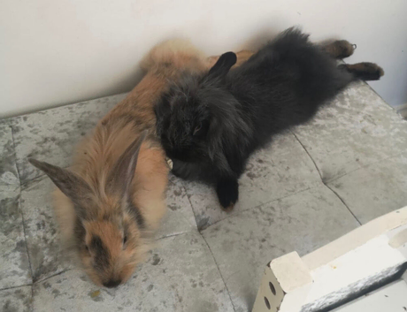 2 adults looking for there forever homes