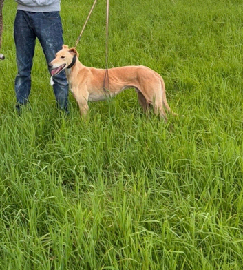 Saluki grey Lurcher