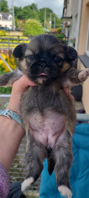 3 Pekingeses Puppies