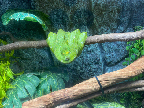 Green Tree Python - price drop