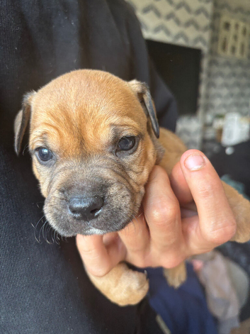 Puppy